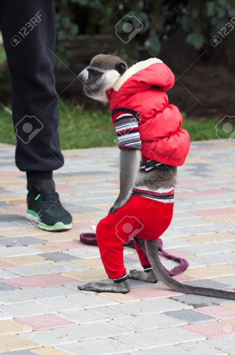 monkey in clothes.jpg