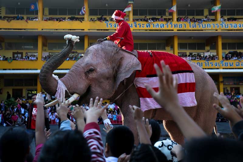 2019-12-23T063251Z_1_LYNXMPEFBM09K_RTROPTP_4_CHRISTMAS-SEASON-THAILAND-ELEPHANTS.JPG