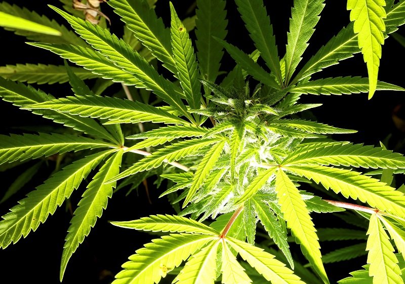 2019-12-27T145247Z_1_LYNXMPEFBQ0Q3_RTROPTP_4_ITALY-CANNABIS-RULING.JPG