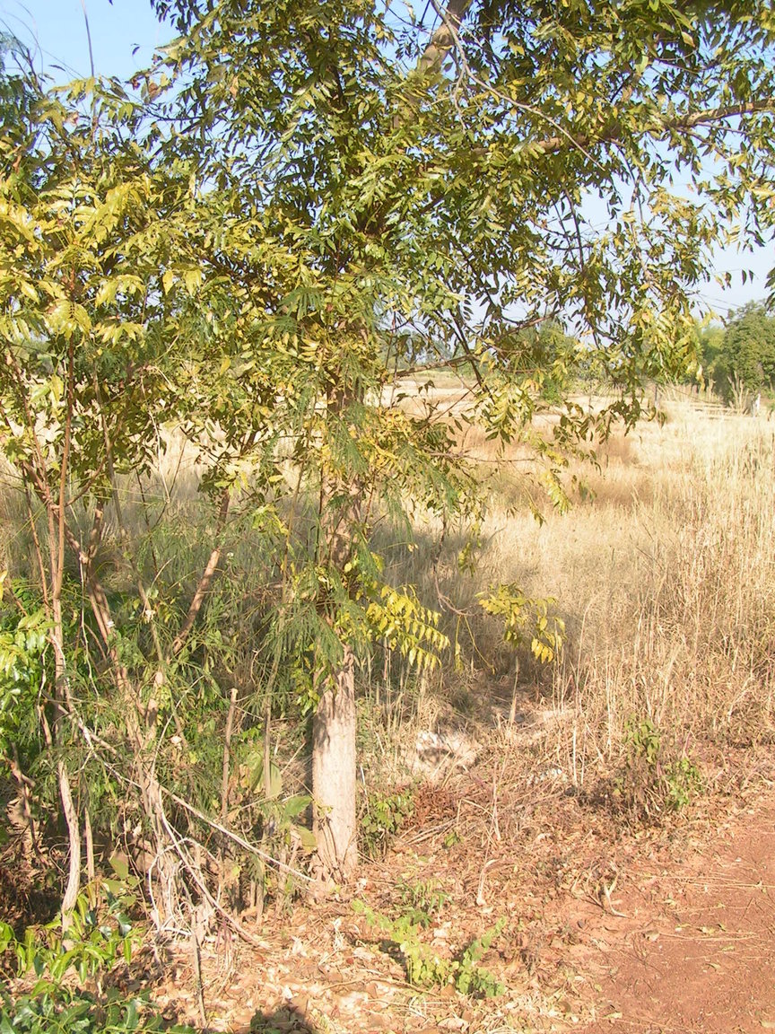 31642792_neemtree01.thumb.JPG.b56174f065a94b9da44ae87ff99cbfac.JPG
