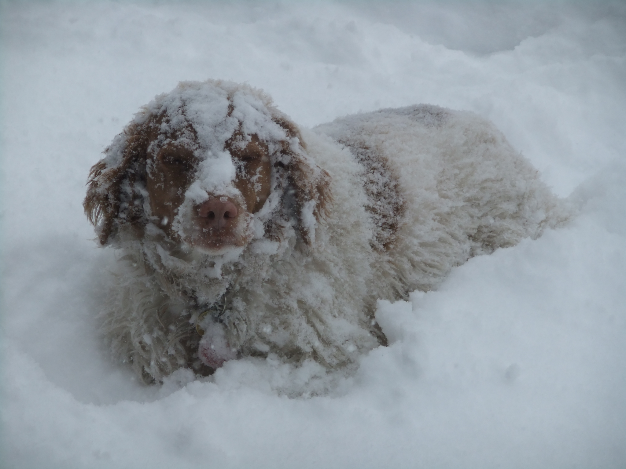 Charlie girl in snow #1.png