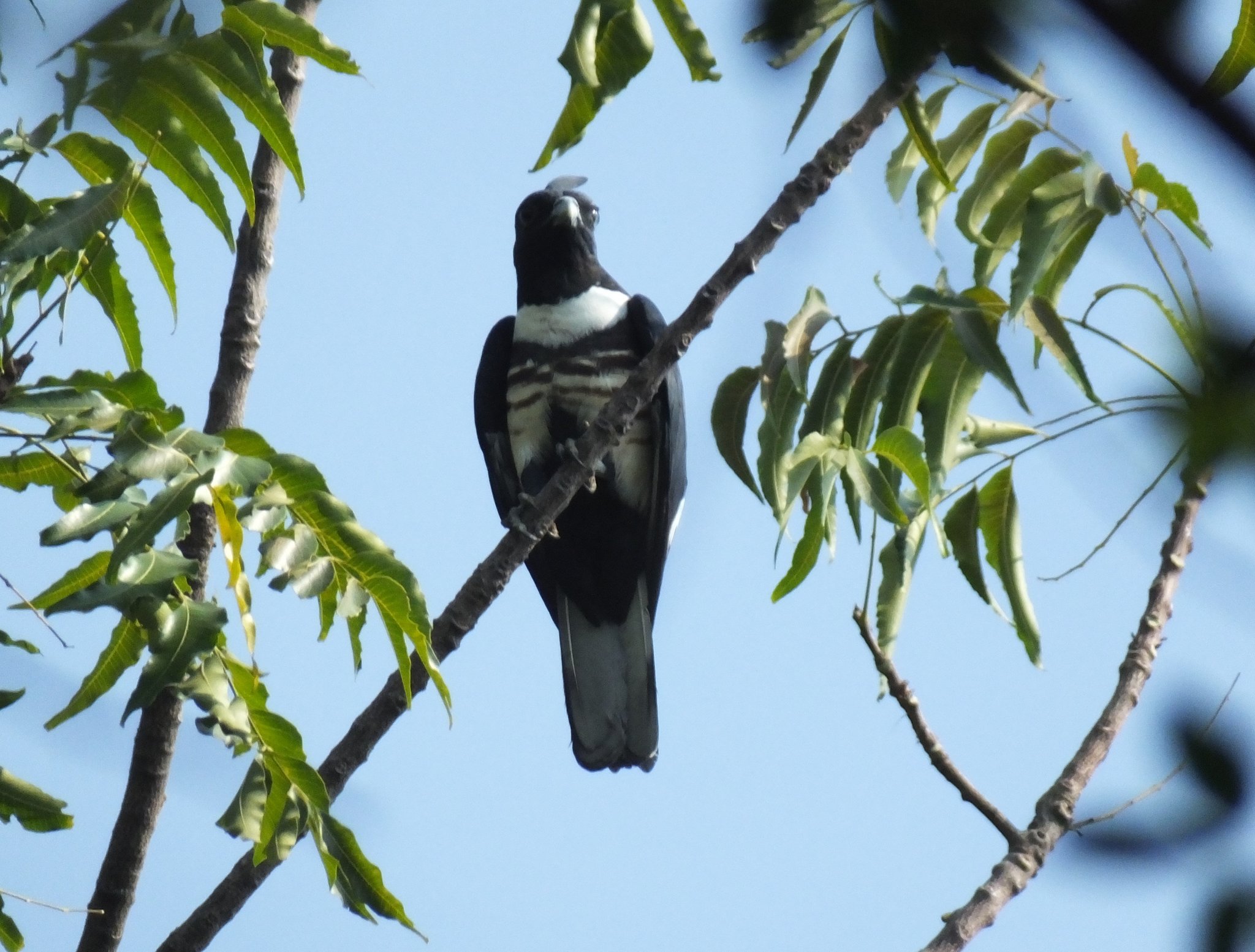 Black Baza 25 Dec19.jpg