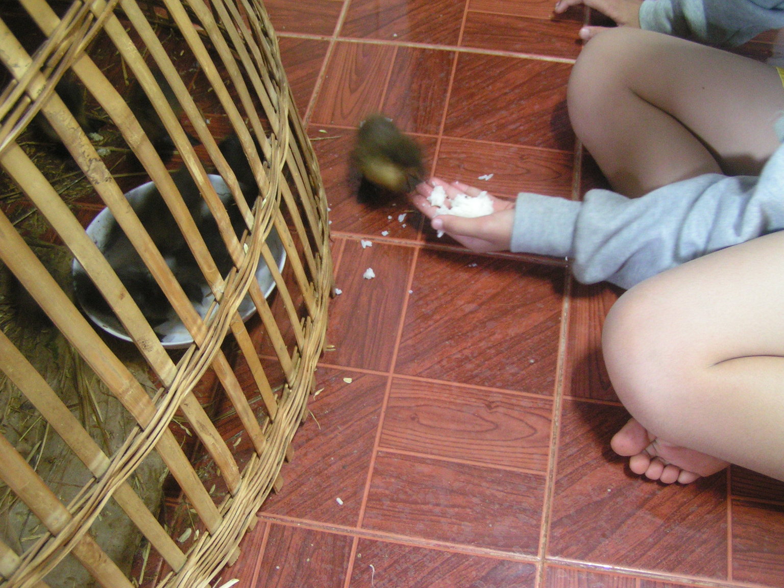 708971673_millyfeedducks.thumb.JPG.e3aa252ac43fe6799ed4cc9d000ef1e4.JPG
