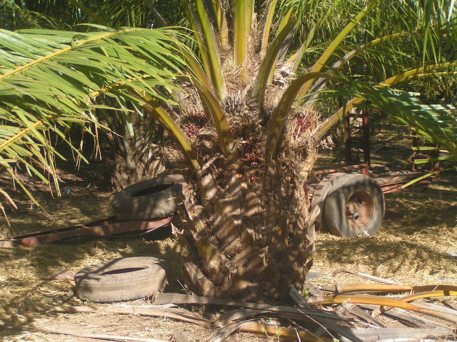 807575501_palmnuts.thumb.JPG.aa56602719f5e79d79dc87a7aeccbce8.JPG