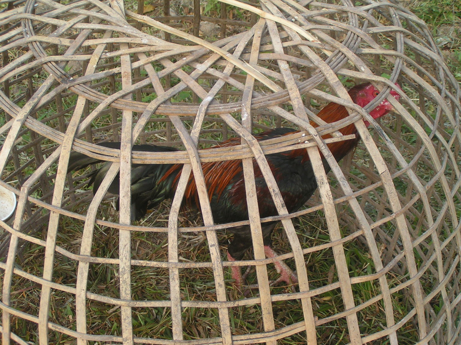 894211774_chickens05.thumb.JPG.34b335a06f3f86ce9ebb3853c9819daa.JPG