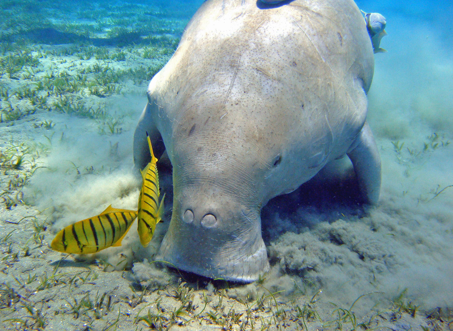 Dugong.jpg