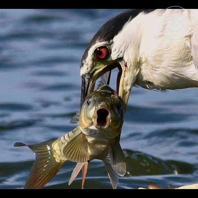 SHOCK.jpg.a7a7ee4a98010d529b3e416a1a05a6b8.jpg