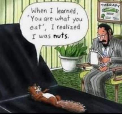 SquirrelTherapy.jpg.f0ff4f97c24c845797c26471d370024d.jpg