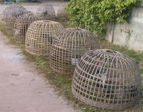 chickens-03.jpg.46908d8304ba1d87adb02cf5e0ceb75b.jpg