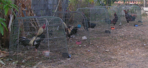 chickens-07.jpg.9adb4ad3067db8bcf3c3c994a01ea3b9.jpg