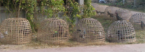 chickens-10.jpg.3356d74854d37c94c1f70bff3381656f.jpg