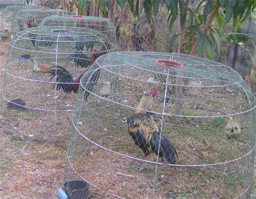 chickens-11.jpg.e79f11a33df340d040f786e8bc3d7fe0.jpg