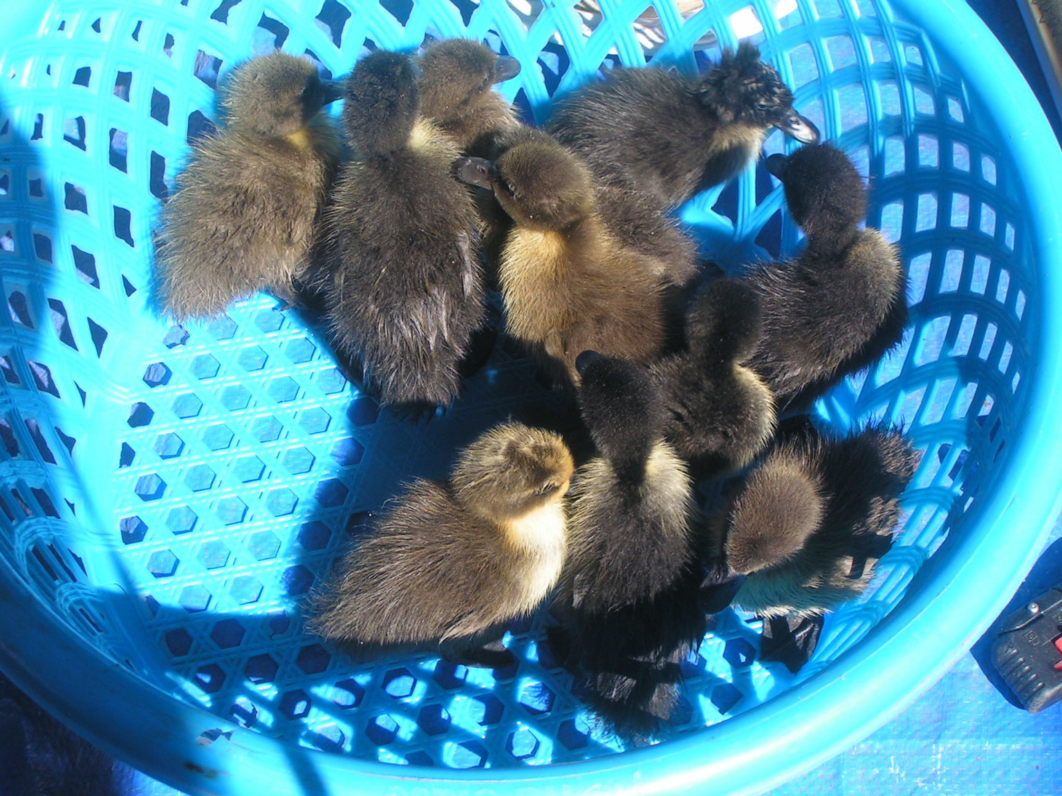 ducks.thumb.JPG.8a5cbfe9ea8b7b7be462d3fbfdc4c1f5.JPG