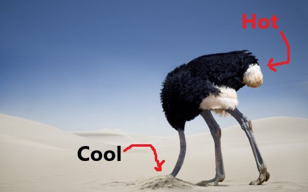 ostrich.jpg.21b94378d5da4054fb10fd9c44784fc4.jpg