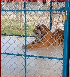 tiger.JPG