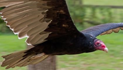 turkey_vulture_in_flight_1_6022496126.jpg.9d187c54573a2d7e8d23f0a38b6d3aeb.jpg