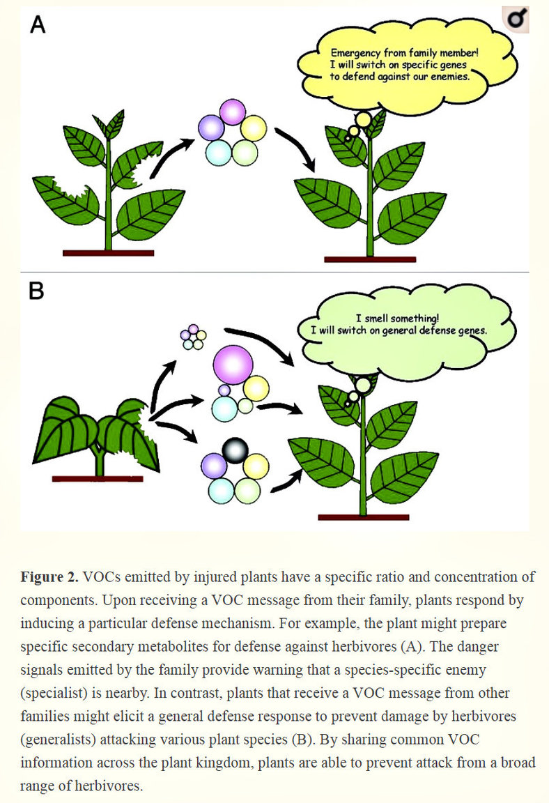 Plant Communication.jpg