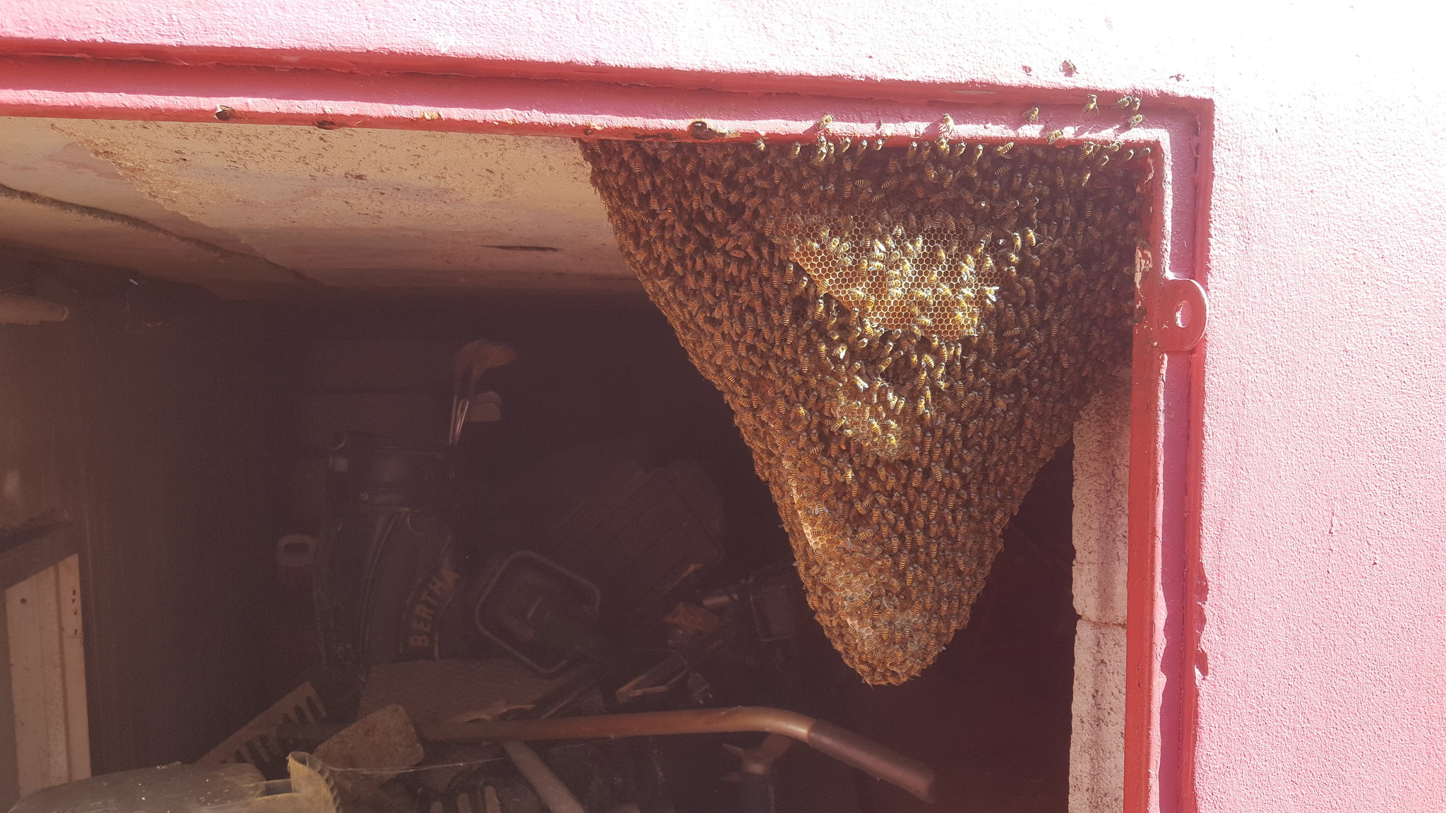 Bee hive - eight months later.jpg