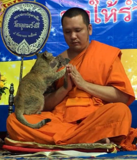 2020-01-03T131234Z_1_LYNXMPEG020ZS_RTROPTP_3_THAILAND-MONK-CAT.JPG