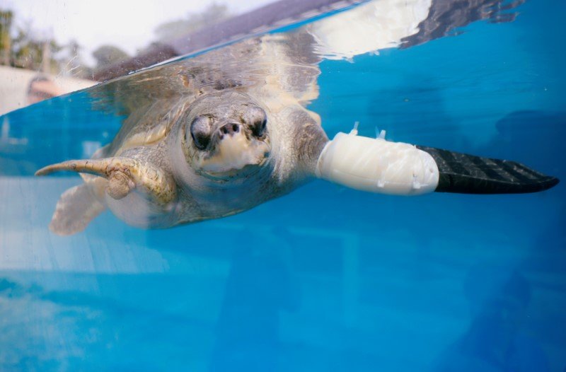 2020-01-13T080137Z_2_LYNXMPEG0C0FJ_RTROPTP_3_THAILAND-ENVIRONMENT-TURTLES.JPG