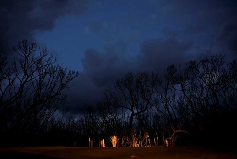 2020-01-20T011628Z_1_LYNXMPEG0J024_RTROPTP_4_AUSTRALIA-BUSHFIRES-KOALA.JPG