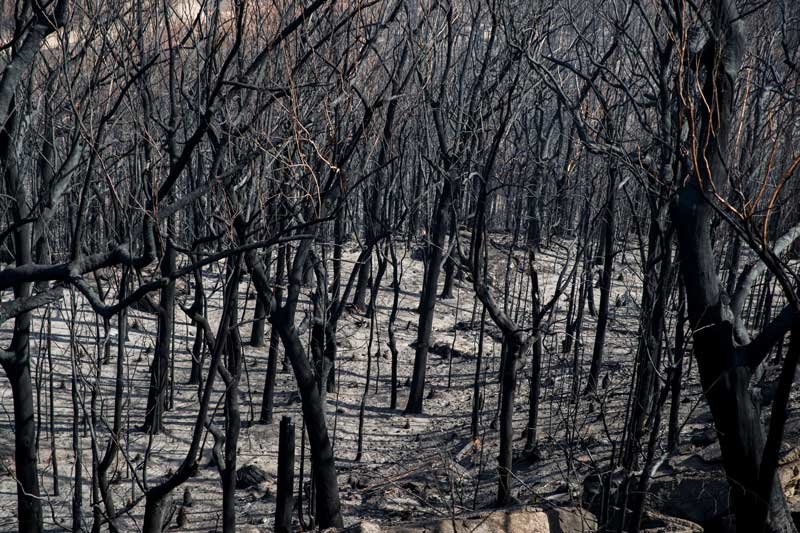 2020-01-30T035451Z_1_LYNXMPEG0T090_RTROPTP_4_AUSTRALIA-BUSHFIRES.JPG
