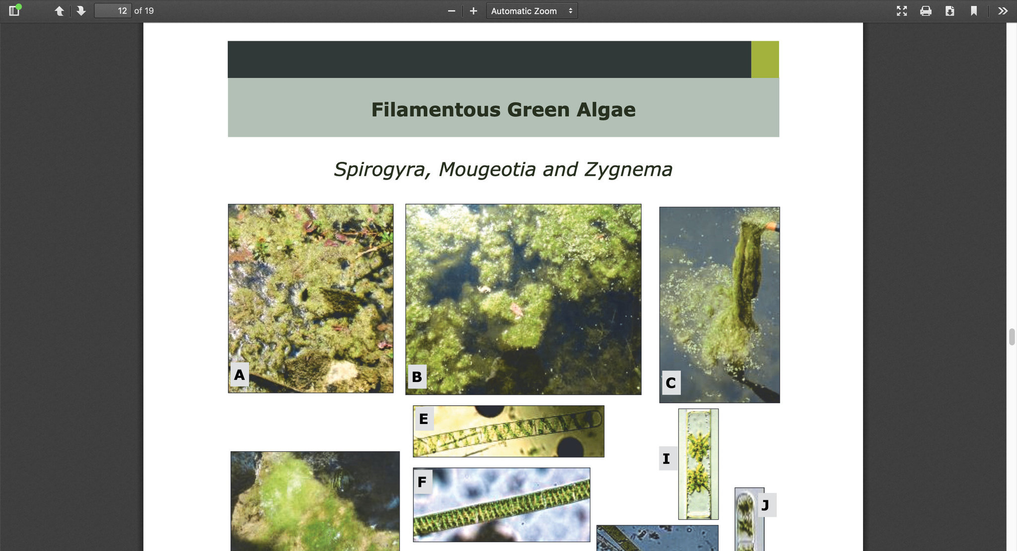 2116714543_Screenshot_2020-01-06PondScumFieldGuide_VF_V2_compressed-showdocument.thumb.jpg.f870e31239f6fca14c1478e122a07c56.jpg
