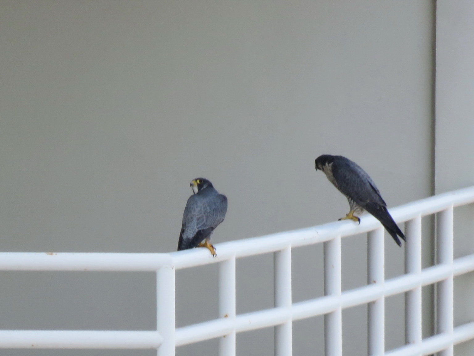 Peregrine Falcons (2)_resize.JPG