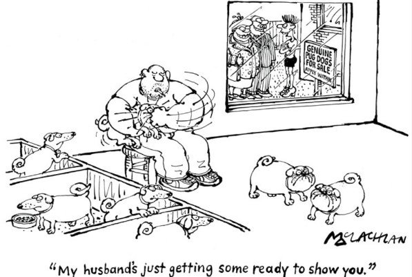 Pugs.JPG.4c6b8bb155054a91aeea433bdb745c80.JPG