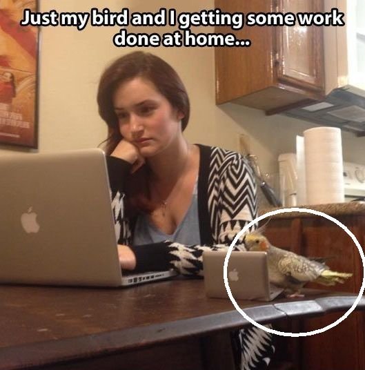 Work-done-at-home.jpg.8e7526f9fd7e77e3c89273a7a398da19.jpg