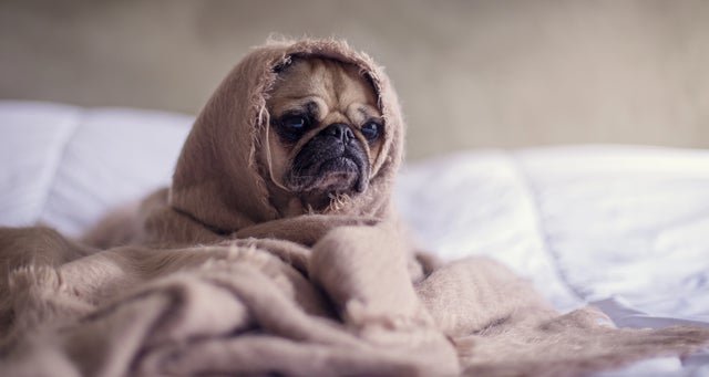 close-up-photography-of-fawn-pug-covered-with-brown-cloth-374898.jpg