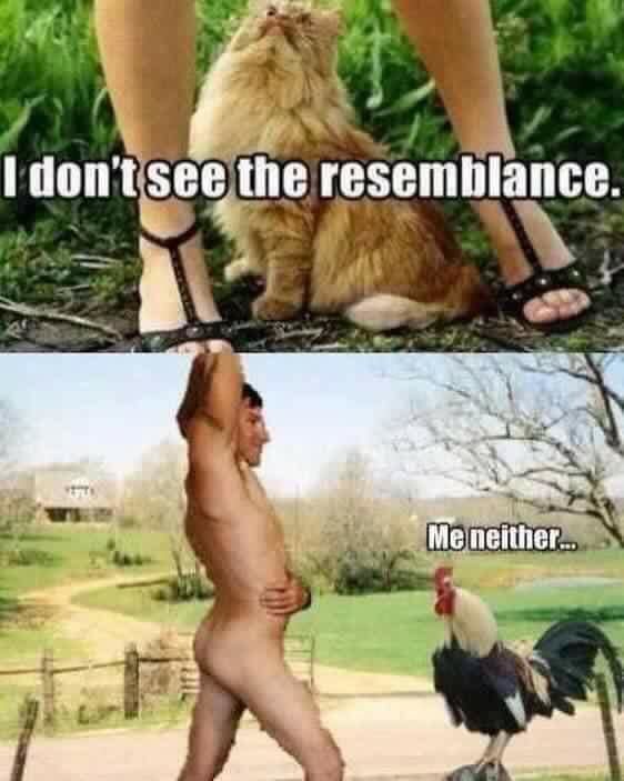 pussy.jpg.4b63c385748867ca8a645ae5852ef3ff.jpg