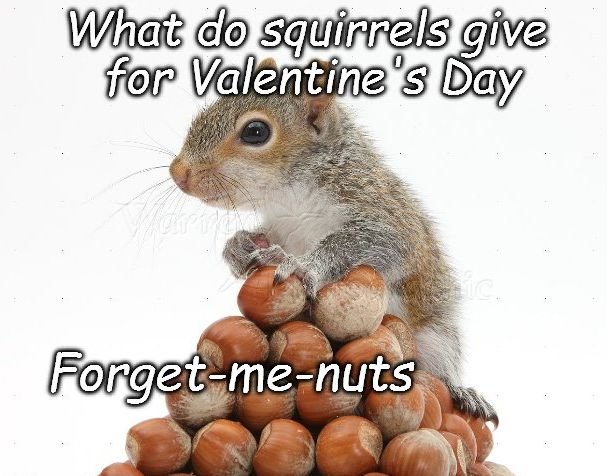 126510949_valsquirrel.jpg.b329808efeb76b97d5ad714f8ccf62a2.jpg