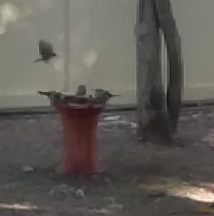 1757920477_BirdBathCrop.JPG.5301105e15fb556a05be0eaf4a0d338a.JPG