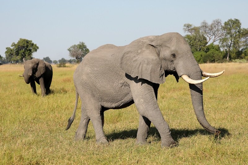 2020-02-07T104321Z_1_LYNXMPEG160UJ_RTROPTP_4_BOTSWANA-ELEPHANTS.JPG