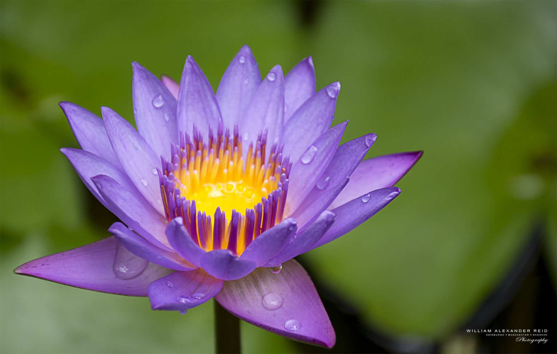 364850056_DSC_7494PurpleWaterLilyintheRain.thumb.jpg.175032dd26f818cd772d87c6da4ba248.jpg