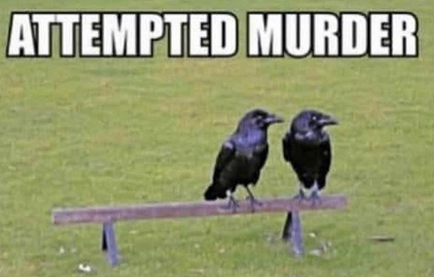 AttemptedMurder.jpg.8d6a5cbb457bc8d6f39beff6d6f4325c.jpg