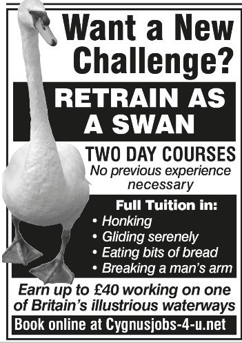 Swans4jobs.jpg.908b0ebef49b0f13fc9b06319f56323e.jpg