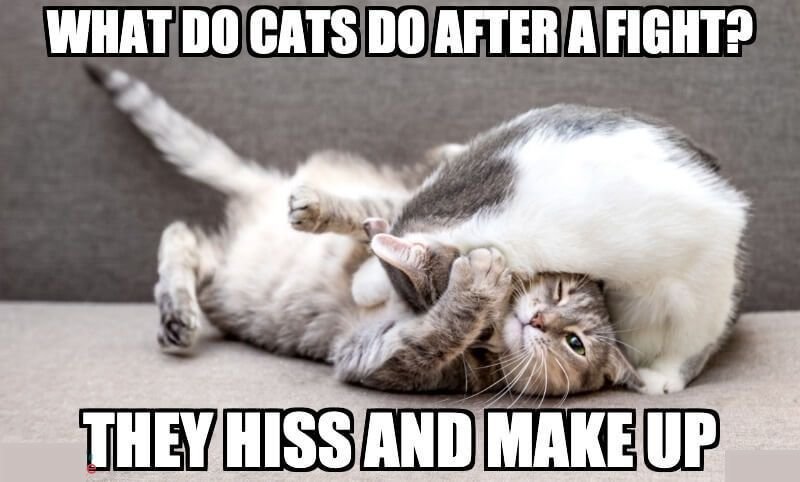 What-do-cats-do-after-a-fight-They-hiss-and-make-up-.jpg.9773e817aab25b7976524789895a446a.jpg