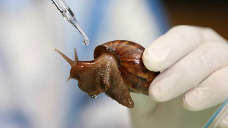 thailand-snails-.jpg