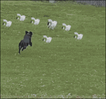 10.gif.d39b816863834424d2d88babab910bb3.gif
