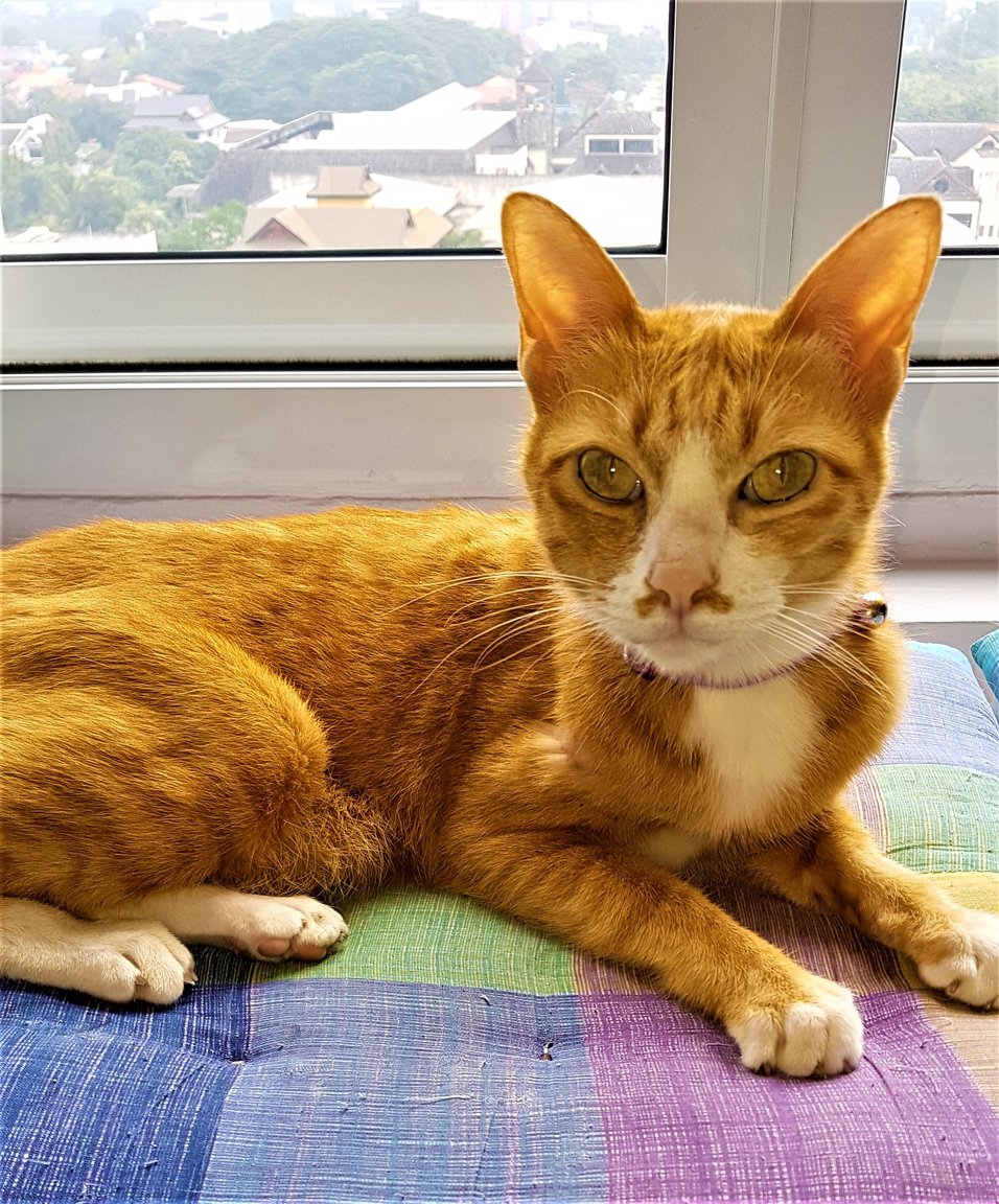 Mr. Bitey on desk 2.jpg