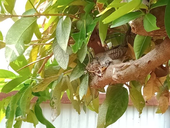 1682151392_birdmum1.jpg.6b965de6b873c3e319ab75b2a149b159.jpg