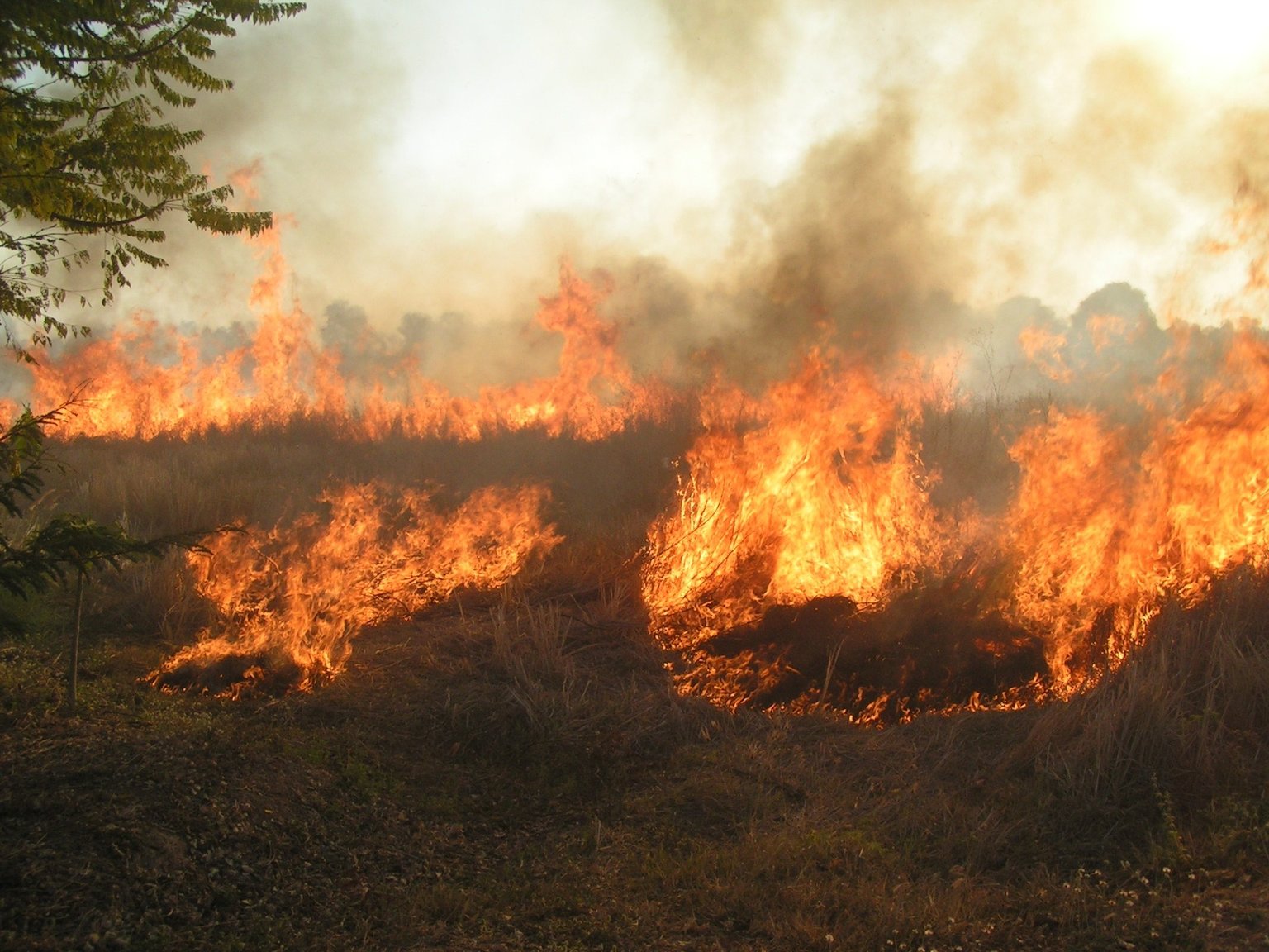 196330634_fire02.thumb.jpg.a6e887fd2bdd77e6ccab7a1f84826d62.jpg