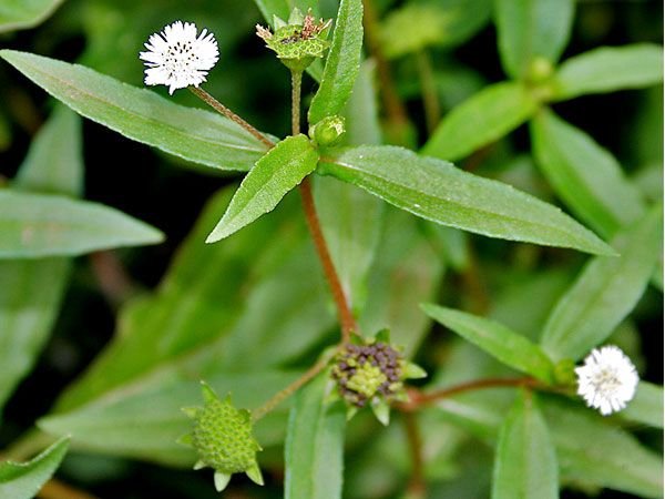 1_Kariyat-Herb.jpg.3b9bbab23f69d685da5259994d13354b.jpg