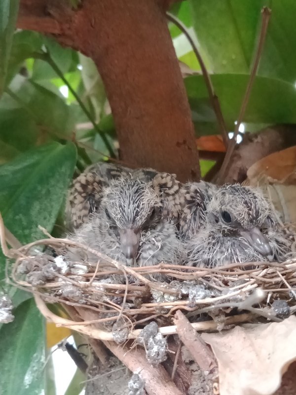 2041227230_babybirds3.jpg.415964a2a8a826c5cf1c1764e92e2519.jpg