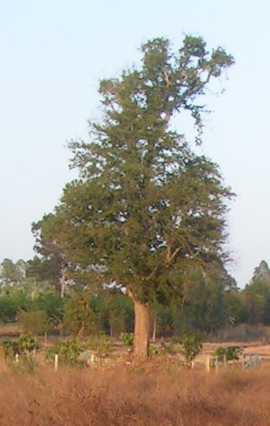 2057578352_bigtreeok.jpg.6ff2d8999d37550290c8b563233b16d2.jpg