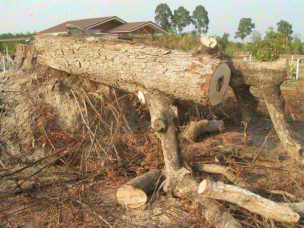 299496215_bigtreecut01.gif.f189e4f4ccd287b101f2c555c8582fb0.gif