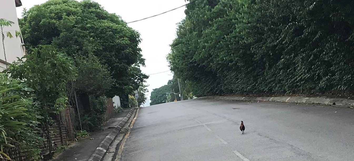 467628076_chicken_road_1crop.JPG.91c26cafcb2c9a389f22c401a012c488.JPG