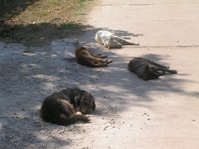 490596433_dogssleep.jpg.e23a153733e0e62466f2317fae60b62c.jpg
